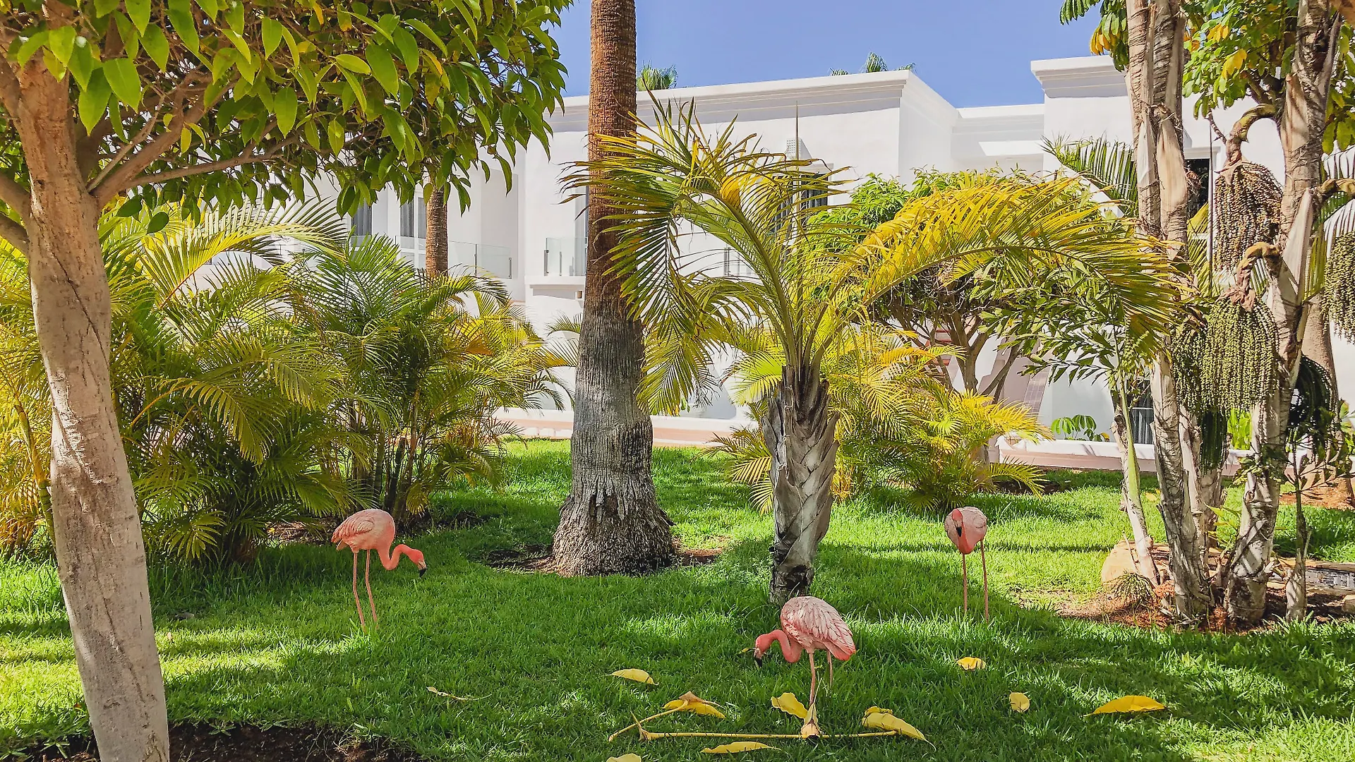 Hotell Flamingo Beach Mate Costa Adeje